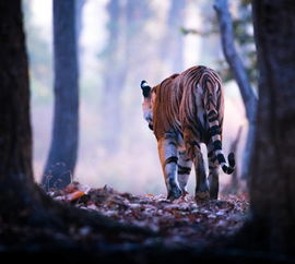 mk体育平台网页版入口-俄罗斯黑熊闯入城市致命事件引关注，俄罗斯黑熊犬